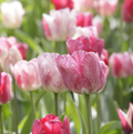 TULIPA TRIUMPH HEMISPHERE (15 bulbs)