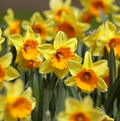 DAFFODILS LARGE-CUPPED LOVE DAY (15 Bulbs)
