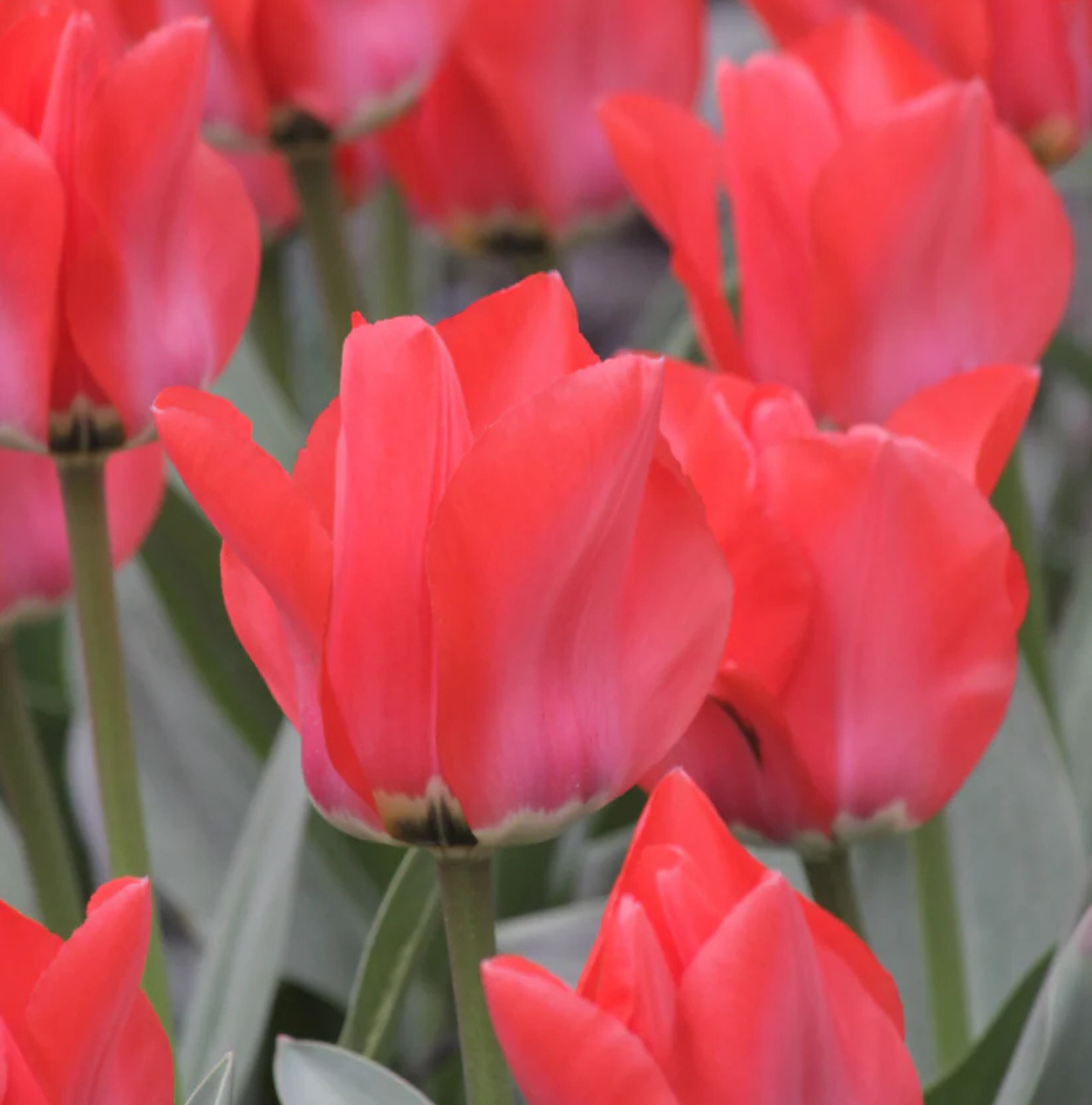 T.TRAUTTMANSDORFF (15 bulbs)