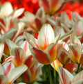 TULIPA GREIGII QUEBEC (15 bulbs)