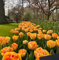 TULIPA DOUBLE EARLY FOXY FOXTROT (15 Bulbs)
