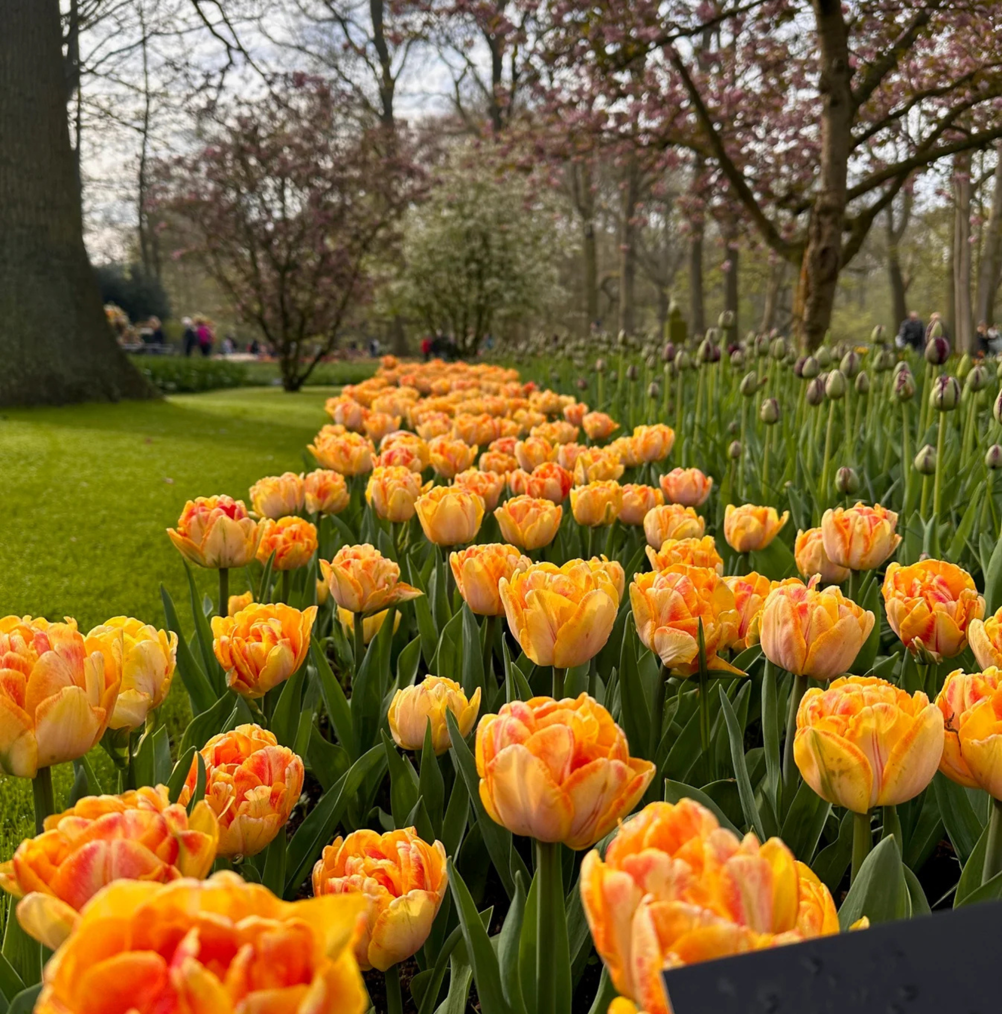 TULIPA DOUBLE EARLY FOXY FOXTROT (15 Bulbs)