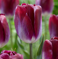 TULIPA TRIUMPH KANSAS PROUD (15 bulbs)