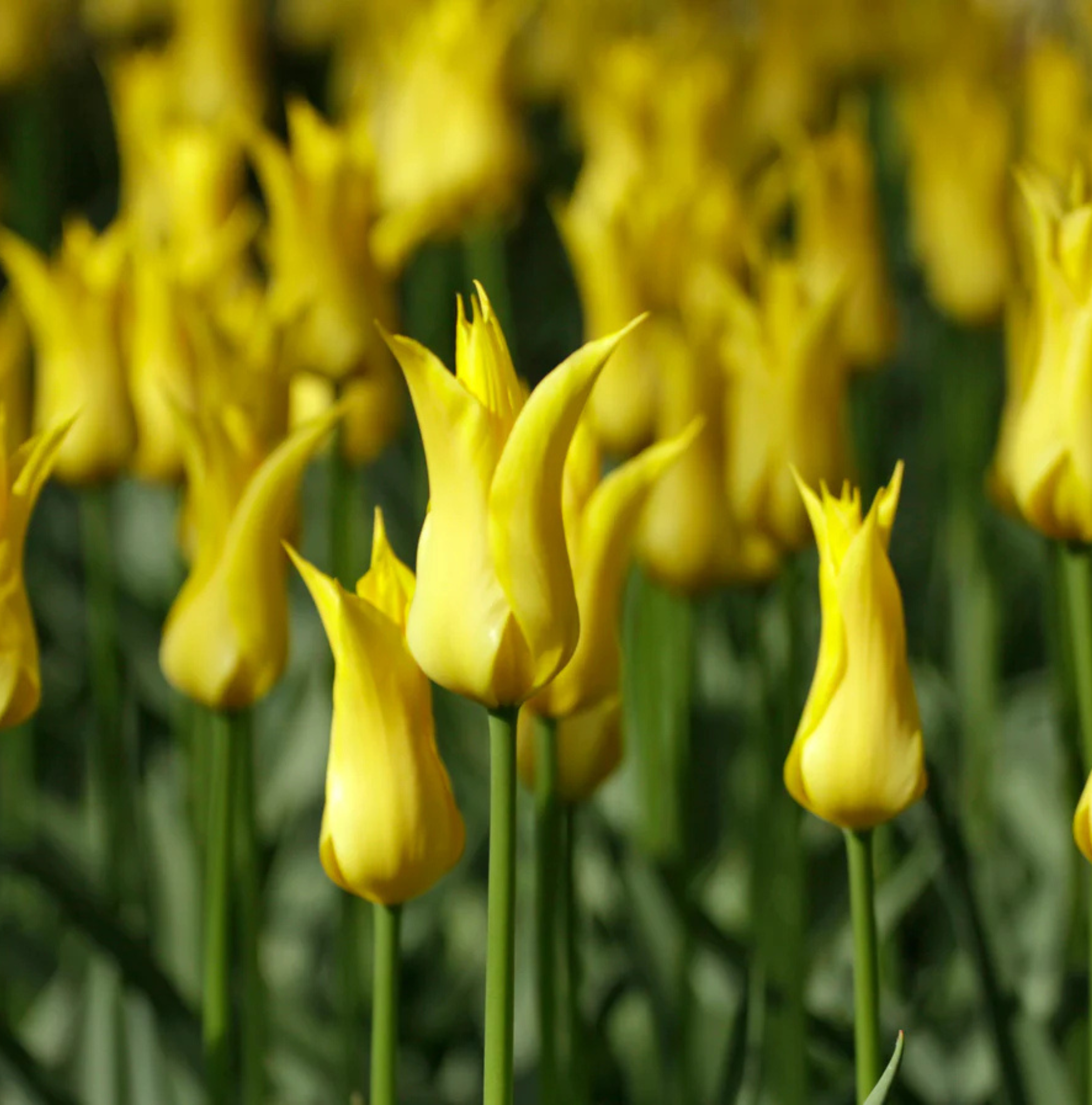 TULIPA LILYFLOWERING FLASHBACK (15 bulbs)