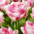 TULIPA DOUBLE LATE DOUBLE SHAKE (15 bulbs)