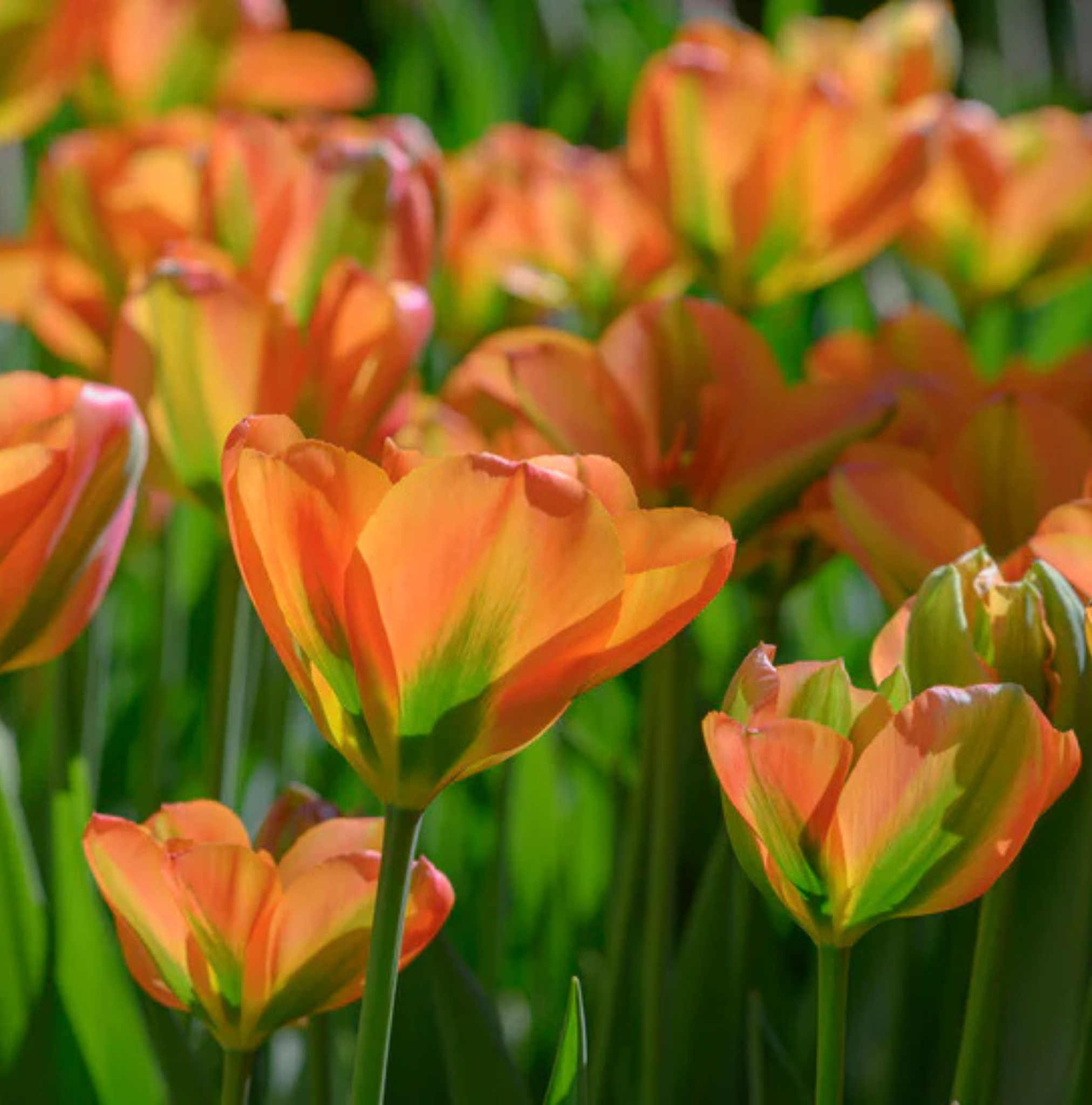 TULIPA VIRIDIFLORA ORANGE MARMELADE (15 bulbs)