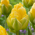 T.VANILLA COUP (15 bulbs)