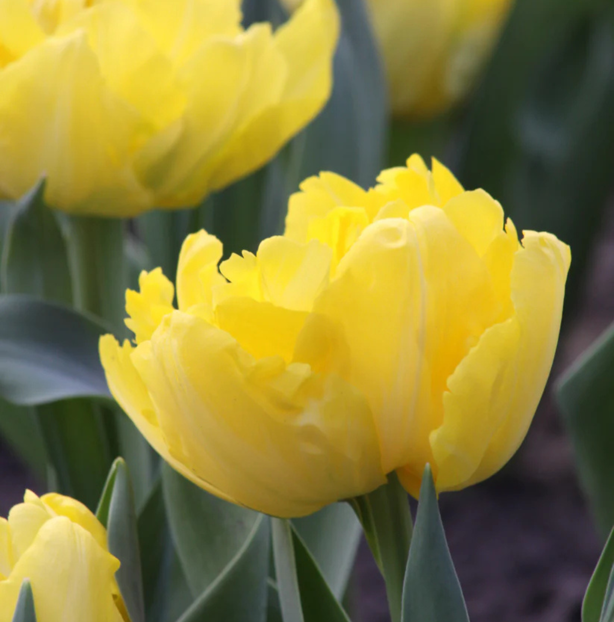 T.MARIE JO (15 bulbs)