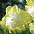 DAFFODILS LARGE-CUPPED AVALON (15 bulbs)
