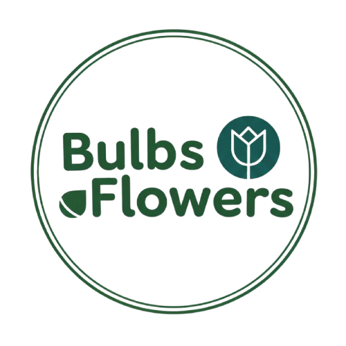 Bulbs Flowers