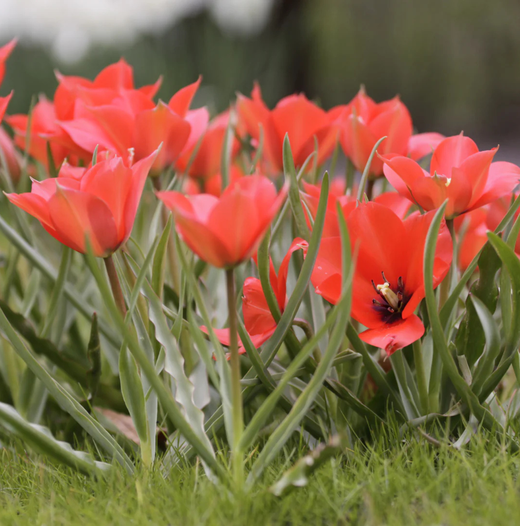 TULIPA SPECIES LINIFOLIA (15 bulbs)