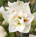 AMARYLLIS (Hippeastrum double) AKIKO