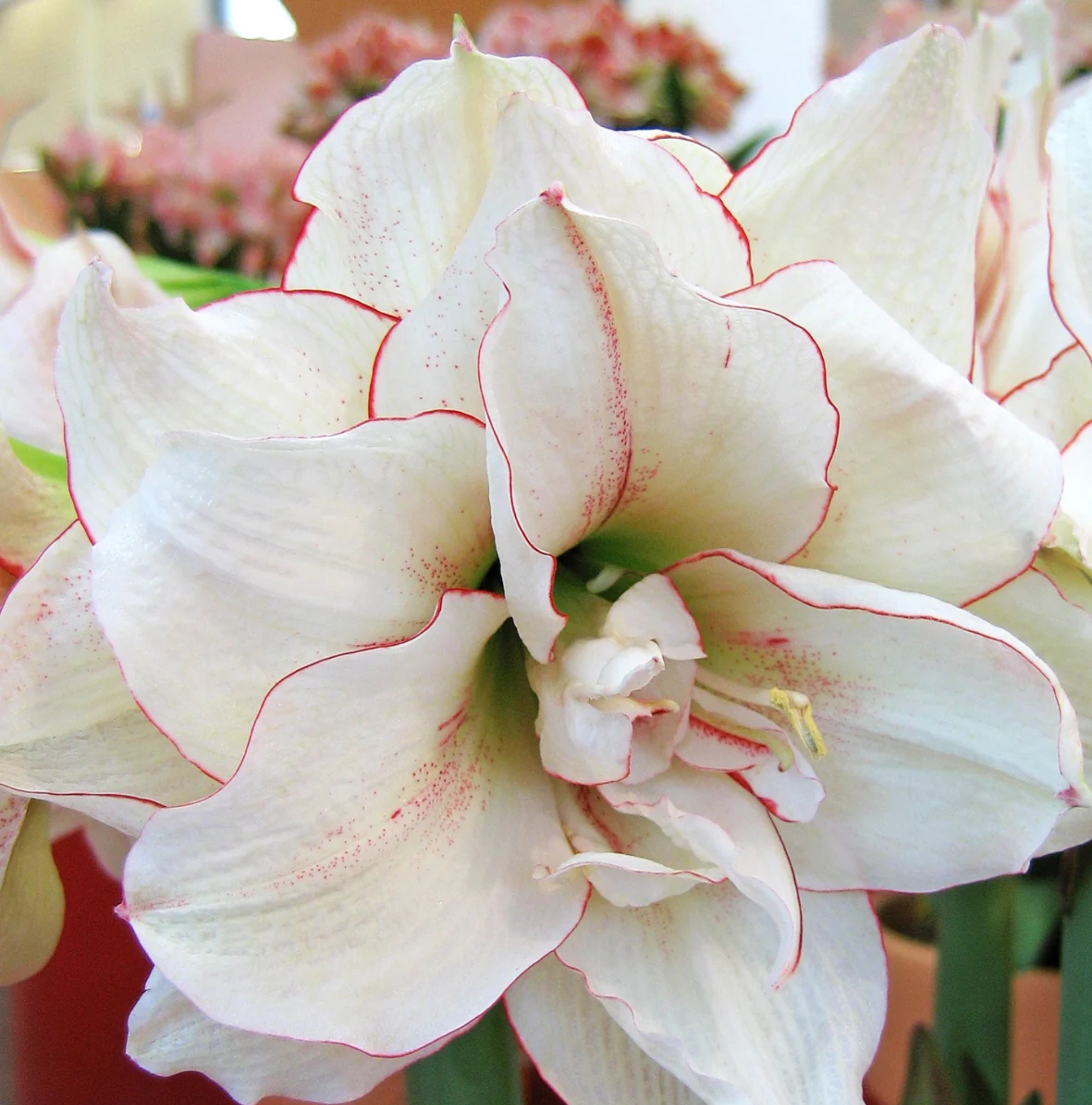 AMARYLLIS (Hippeastrum double) ELVAS