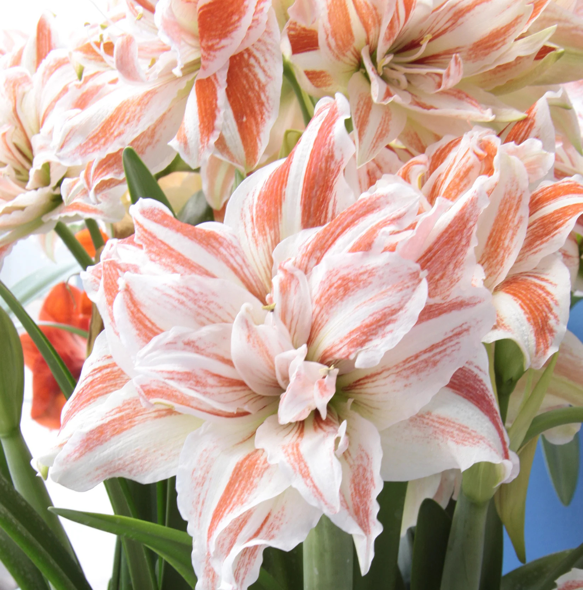 AMARYLLIS (Hippeastrum double) DANCING QUEEN