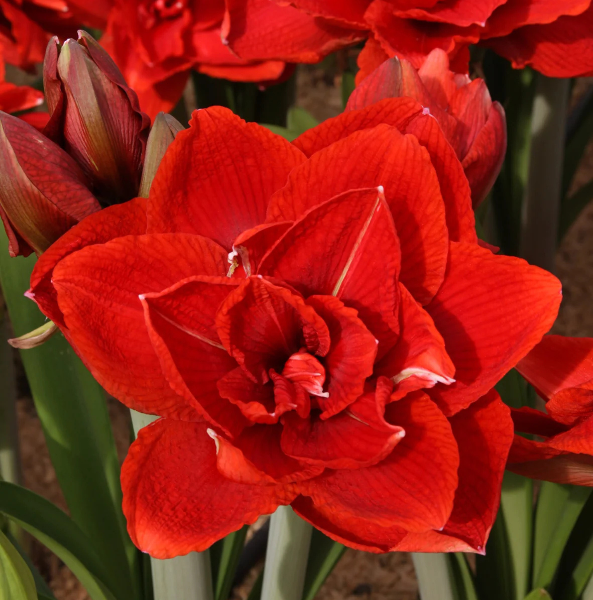 AMARYLLIS (Hippeastrum double) CHERRY NYMPH
