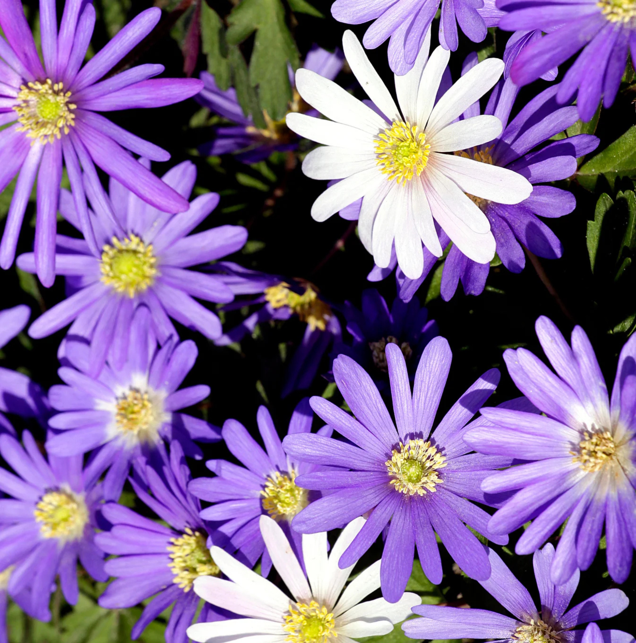 SPECIALTY BULB BLANDA MIXED (25 bulbs)