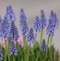 SPECIALTY BULB ARMENIACUM ( blue grape hyacinth) (25 bulbs)