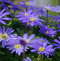 SPECIALTY BULB BLANDA BLUE SHADES (25 bulbs)